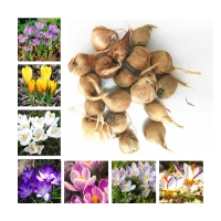 Луковицы Корни