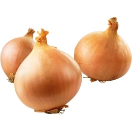 Купить Лук севок стурон 10-21мм 0,5кг                                                                      