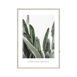 Купить Репродукция в рамке 50x70 см ''Стрелиция'' OB-14049                                                   