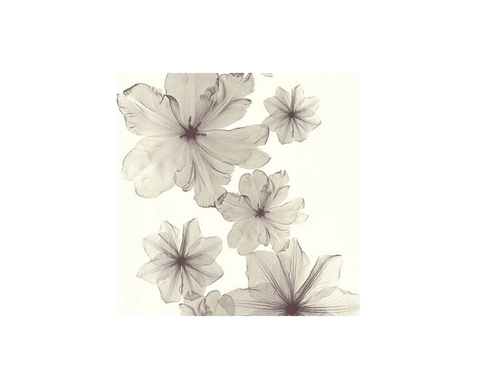 Купить Обои X-Ray 34272-2                                                                                  