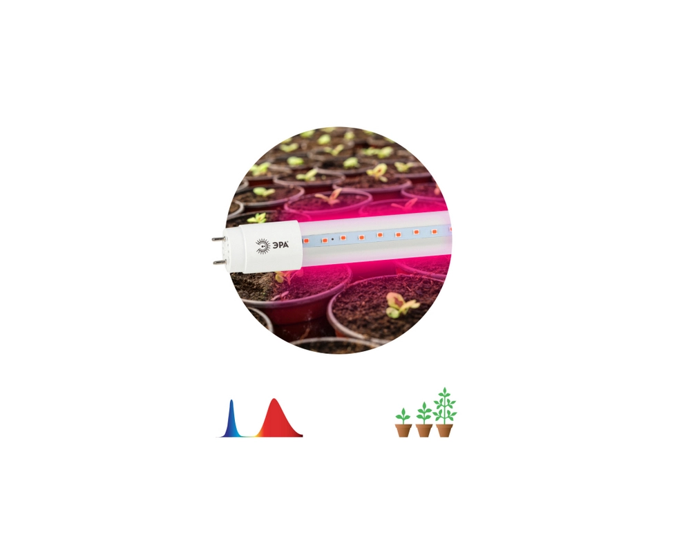 Купить Лампа для растений светодиодная красно-синего спектра FITO-9W-RB-T8-G13-NL Эра                      