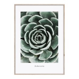 Купить Репродукция в рамке 50х70 см ''Эхеверия'' Арт.: OB-14051                                              