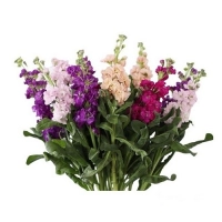 Семена цветов