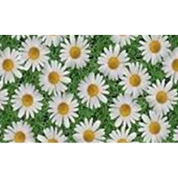 Купить Клеёнка столовая ПВХ на нетканной основе 6619А АМАРАНТ 1,37х20м                                     