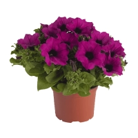 Семена Саженцы