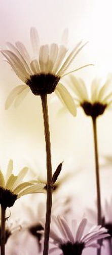 Купить Занавес DeccoArte 6 DAISIES, Польша