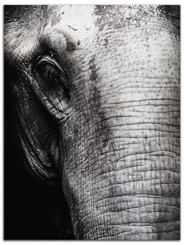 Купить Репродукция на холсте 60x80 см "Слон 2", арт. CA-12497