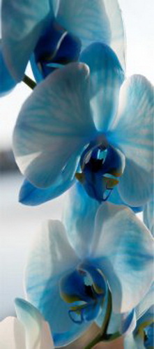 Купить Занавес DeccoArte 1 ORCHID3, Польша