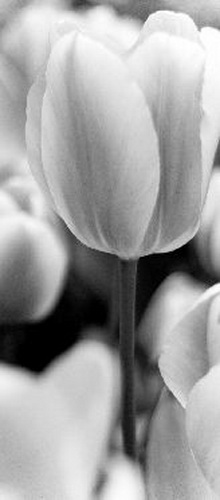 Купить Занавес DeccoArte 13 TULIPS, Польша